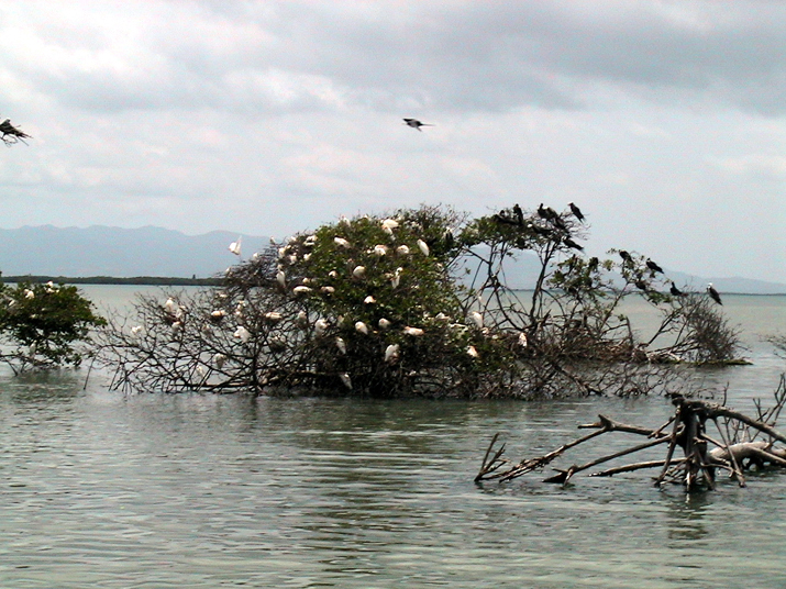 25 - Mangrove 058.jpg